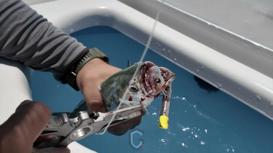 Man removing fishing hook from fish on CG Boat Works 35 M-Series, 2023 model.